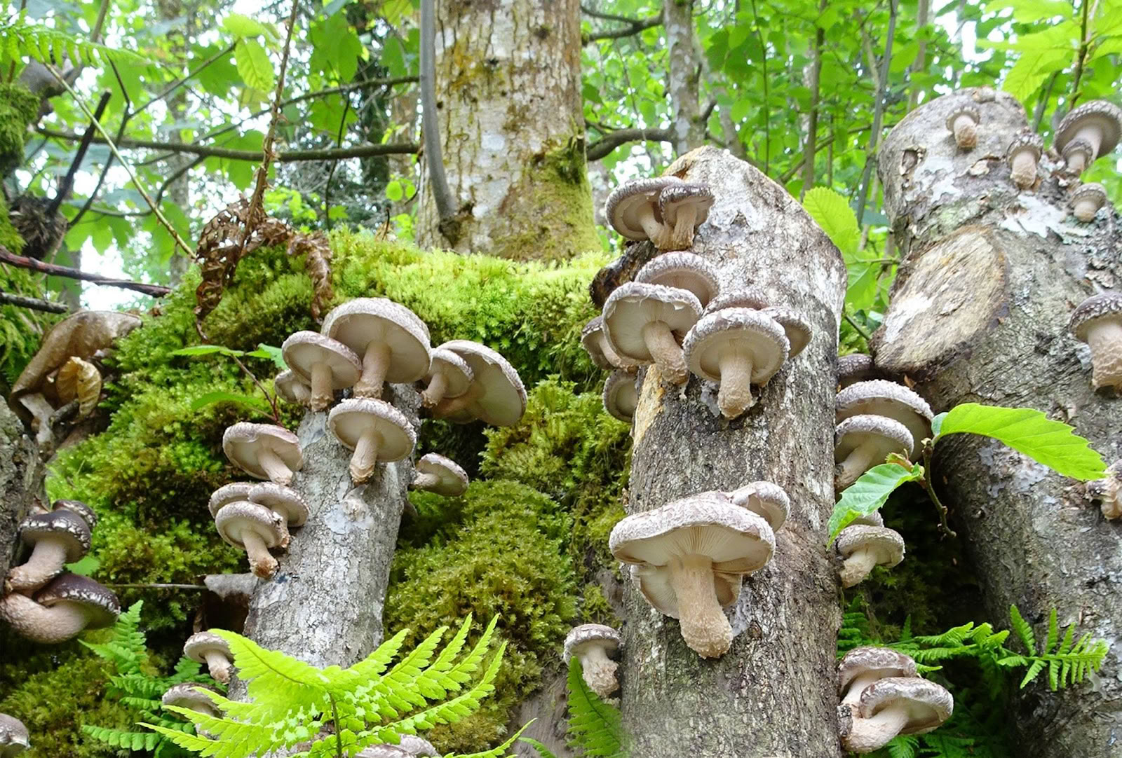 Naturens svampe