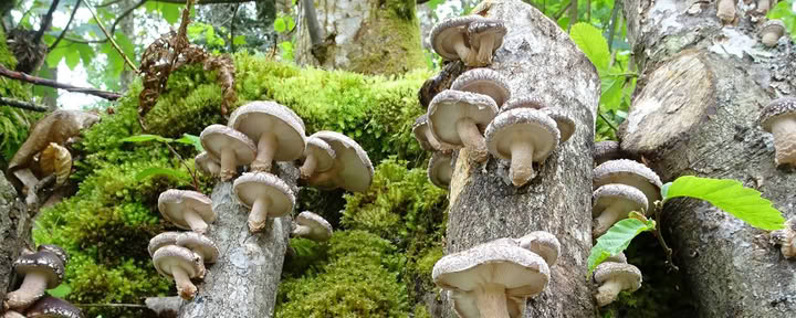 Naturens svampe