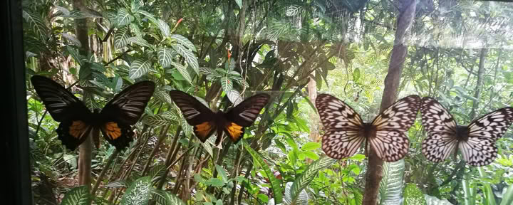 Highland Lihok sa Harmoni Retreat Resort