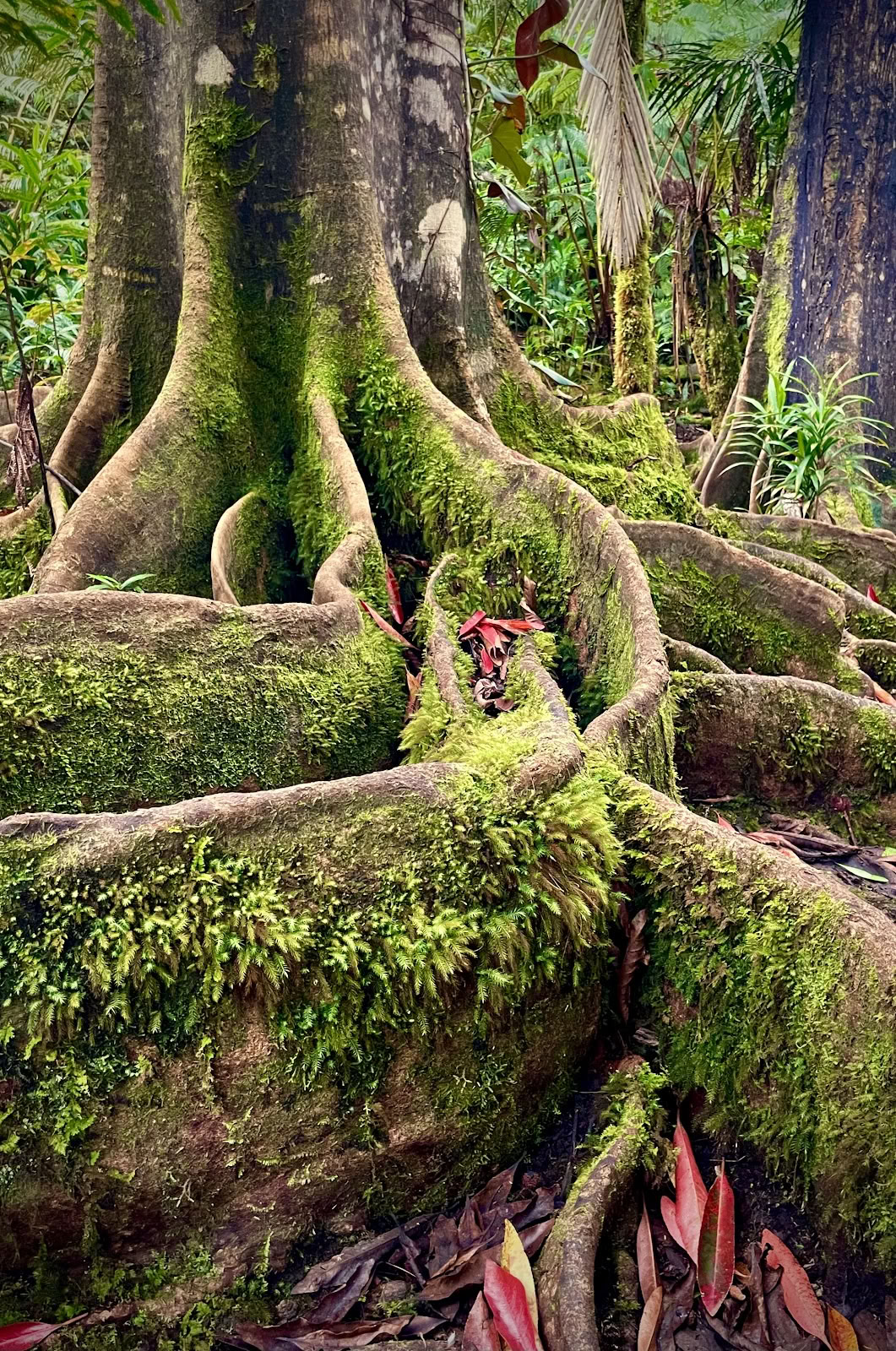 Kona Cloud Forest-helligdom