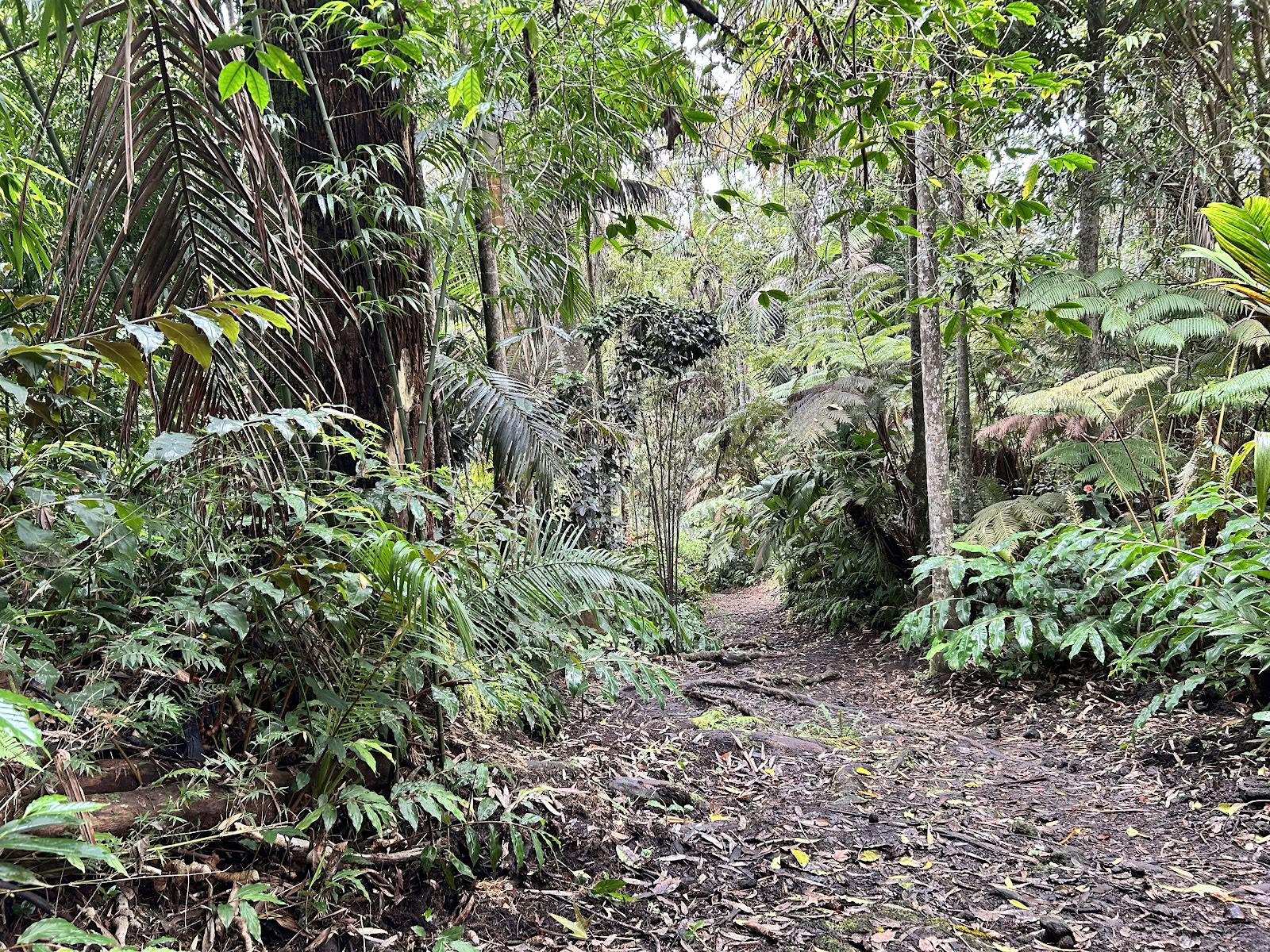 Kona Cloud Forest-helligdom