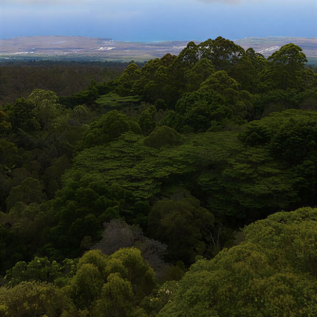 Kona Cloud Forest-helligdom