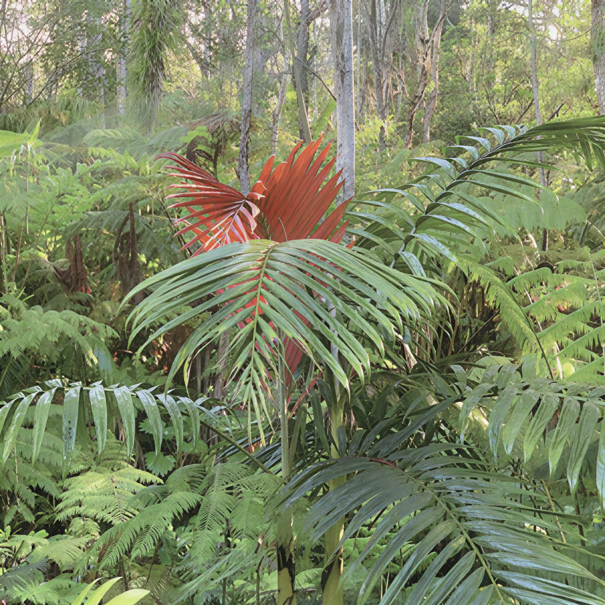 Kona Cloud Forest-helligdom