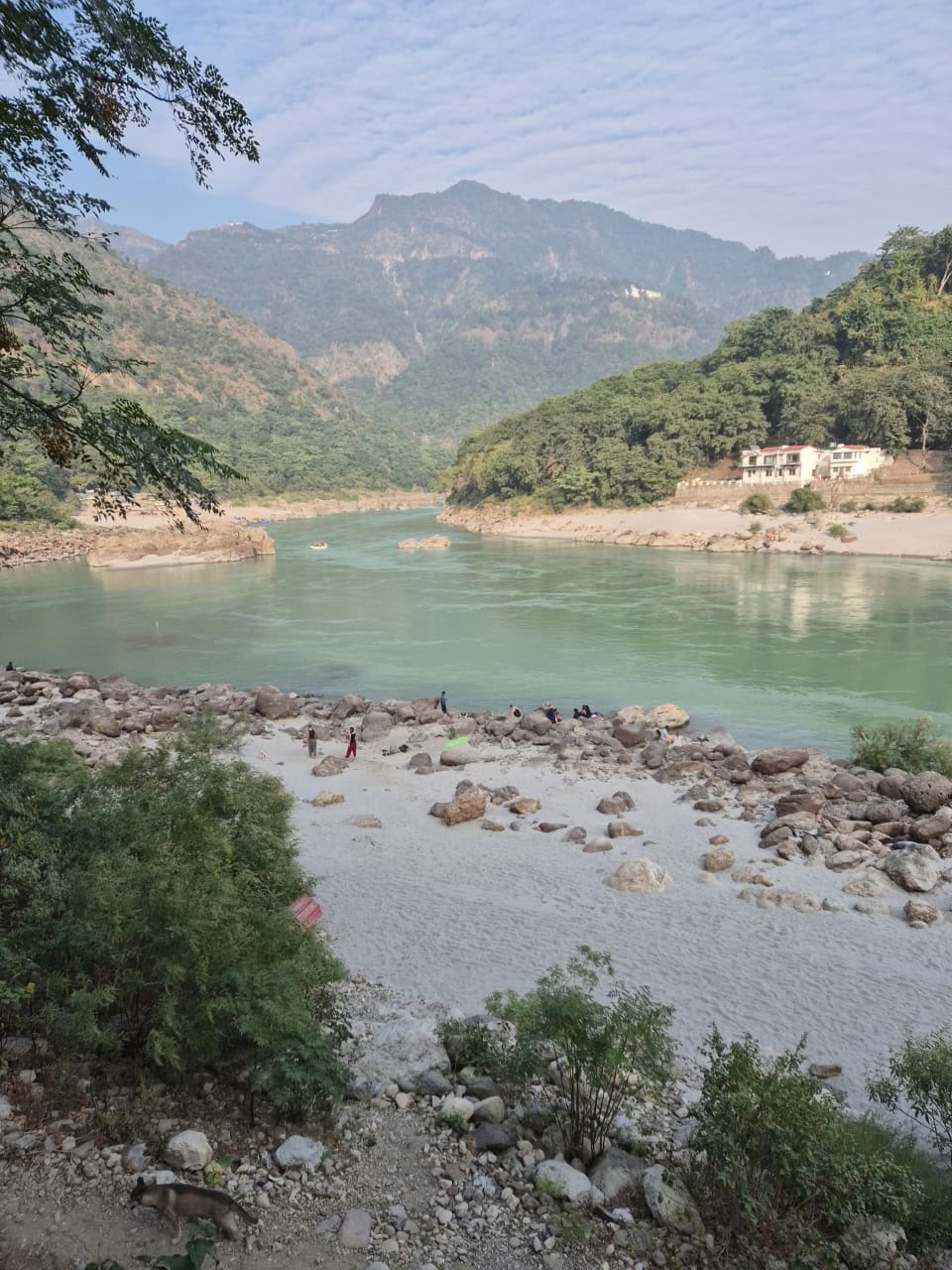 Et Himalaya-træ ved Ganges-floden, Rishikesh
