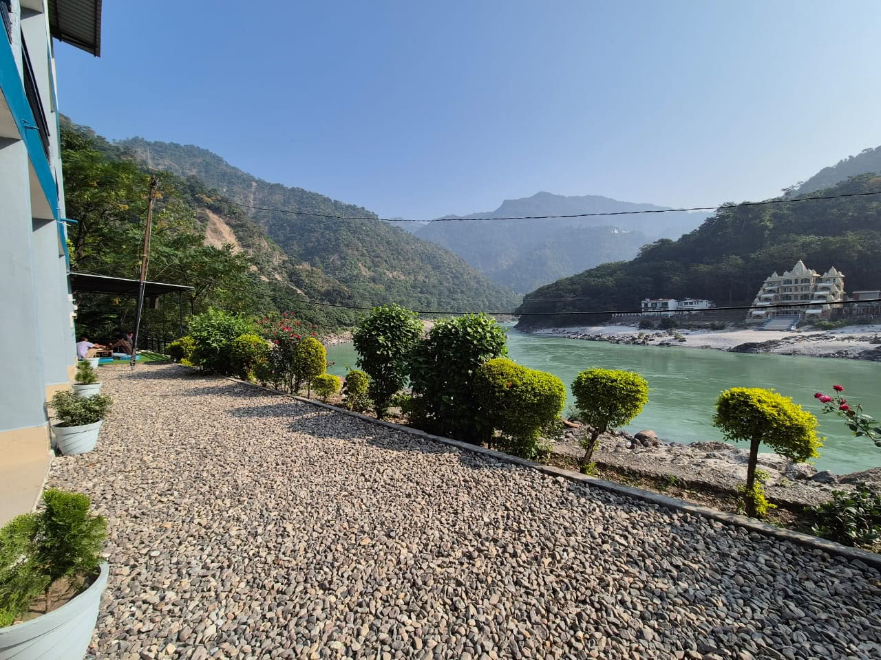 Et Himalaya-træ ved Ganges-floden, Rishikesh