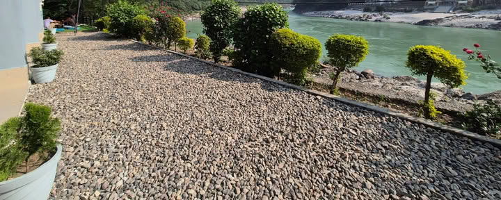 Et Himalaya-træ ved Ganges-floden, Rishikesh